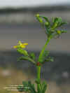 scoparia-montevidensis-rama4.jpg (142216 bytes)