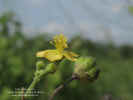 wissadula-amplissima-flor1.jpg (270070 bytes)