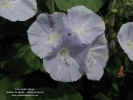 jaquemontia-oaxacana-flores.jpg (94011 bytes)
