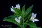 capraria-biflora-inflor2.jpg (142441 bytes)