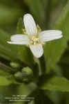 epilobium-ciliatum-flor-blanca1.jpg (246455 bytes)