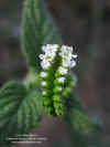 heliotropium-angiospermum-flores-con-visitantes2.jpg (146091 bytes)