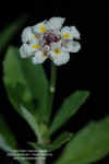 phyla-nodiflora-flores2.jpg (39093 bytes)