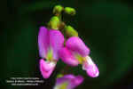 canavalia-rosea-flores1.jpg (250002 bytes)