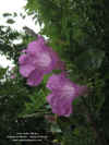 ipomoea-batatoides-flores-vista-lat.jpg (140457 bytes)