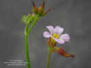 melochia-pyramidata-flores2.jpg (107381 bytes)