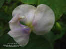 vigna-vexillata-flor.jpg (56722 bytes)