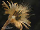 adenophyllum-cancellatum-cabezuela-madura6.jpg (102869 bytes)