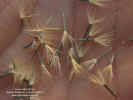 adenophyllum-cancellatum-frutos1.jpg (135750 bytes)