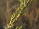 adenophyllum-cancellatum-hojas3.jpg (96075 bytes)
