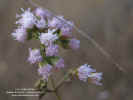 eupatorium-pycnocephalum-flores.jpg (69995 bytes)