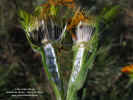 lasianthaea-macrocephala-frutos2.jpg (99605 bytes)
