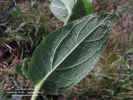 lasianthaea-macrocephala-hoja-enves1.jpg (142993 bytes)