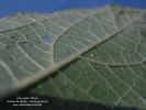 lasianthaea-macrocephala-hoja-enves2.jpg (82414 bytes)