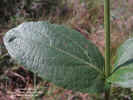 lasianthaea-macrocephala-hoja-haz1.jpg (157729 bytes)
