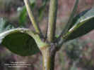 lasianthaea-macrocephala-tallo-e-insercion-hoja.jpg (96962 bytes)