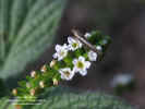 heliotropium-angiospermum-flores-con-visitantes1.jpg (136202 bytes)