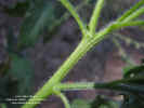heliotropium-angiospermum-tallo1.jpg (148926 bytes)