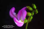 canavalia-rosea-flores2.jpg (222495 bytes)