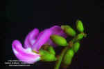 canavalia-rosea-flores3.jpg (231542 bytes)