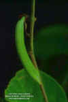 canavalia-rosea-fruto.jpg (214037 bytes)