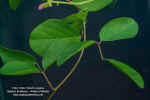 canavalia-rosea-hojas.jpg (301018 bytes)