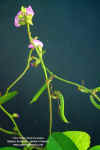 canavalia-rosea-inflorescencia.jpg (256097 bytes)